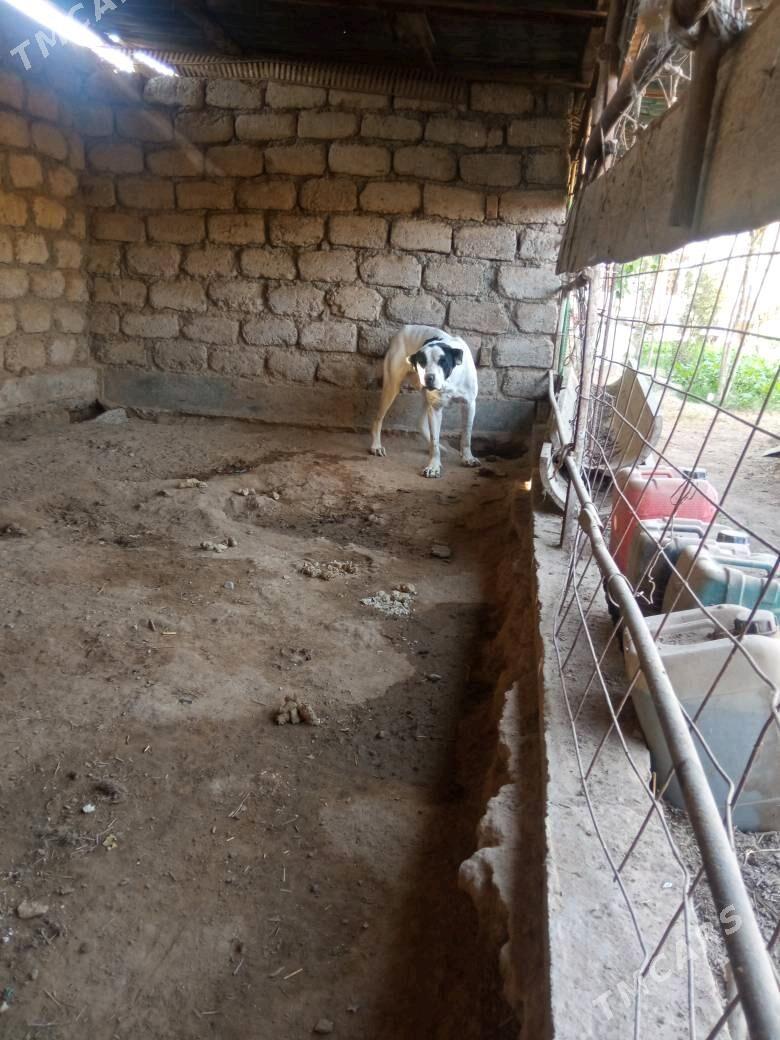 Turnen itleri - Ялкым - img 5