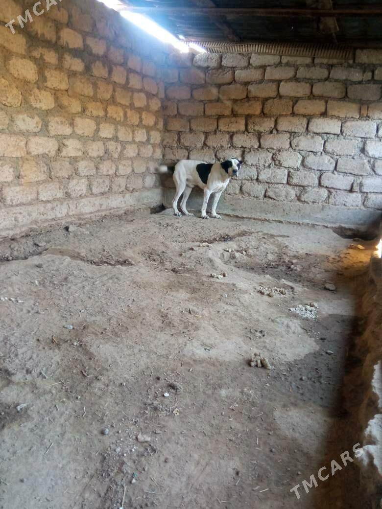 Turnen itleri - Ялкым - img 2