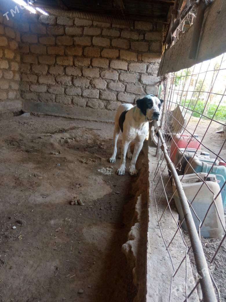 Turnen itleri - Ялкым - img 3