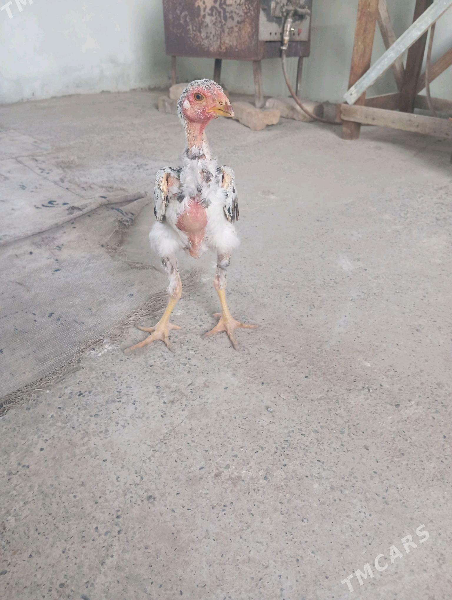 horaz - Байрамали - img 3