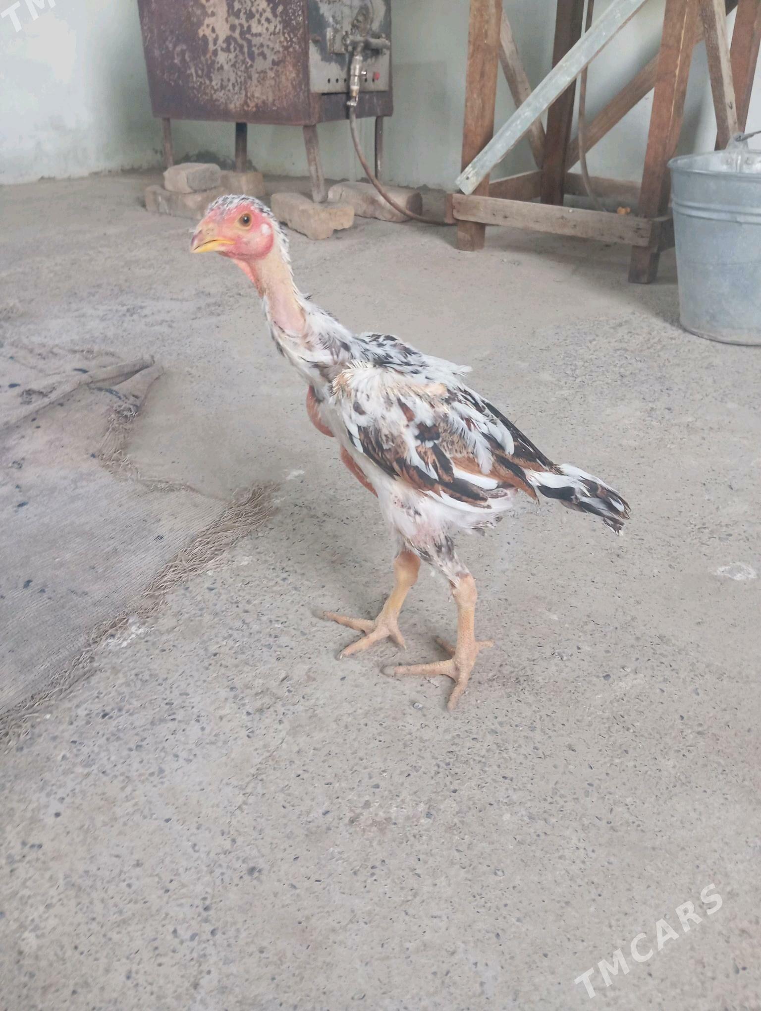 horaz - Байрамали - img 2