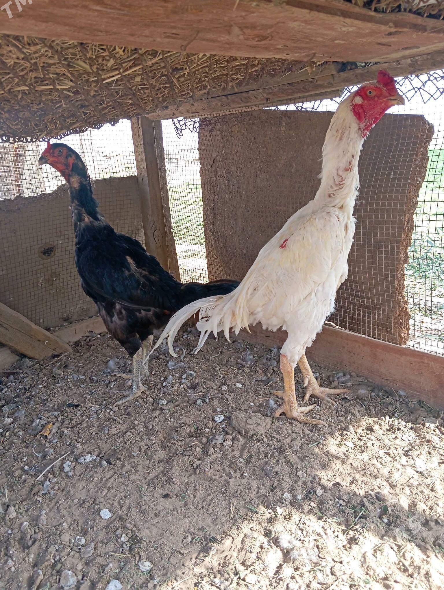 horaz - Байрамали - img 4