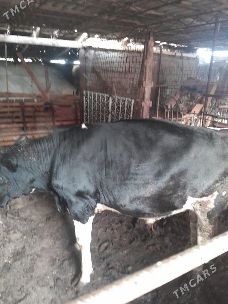 öküz - Büzmeýin - img 3