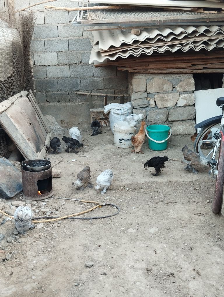 jüje hem towuk - Гёкдже - img 6