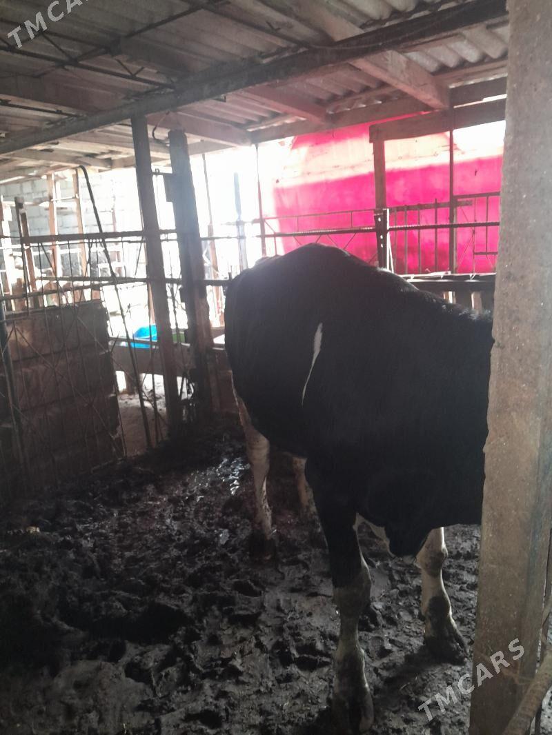 öküz - Büzmeýin - img 2