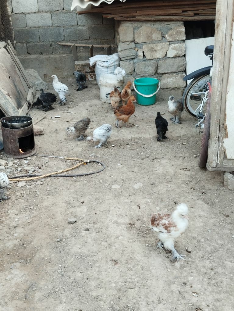 jüje hem towuk - Гёкдже - img 5