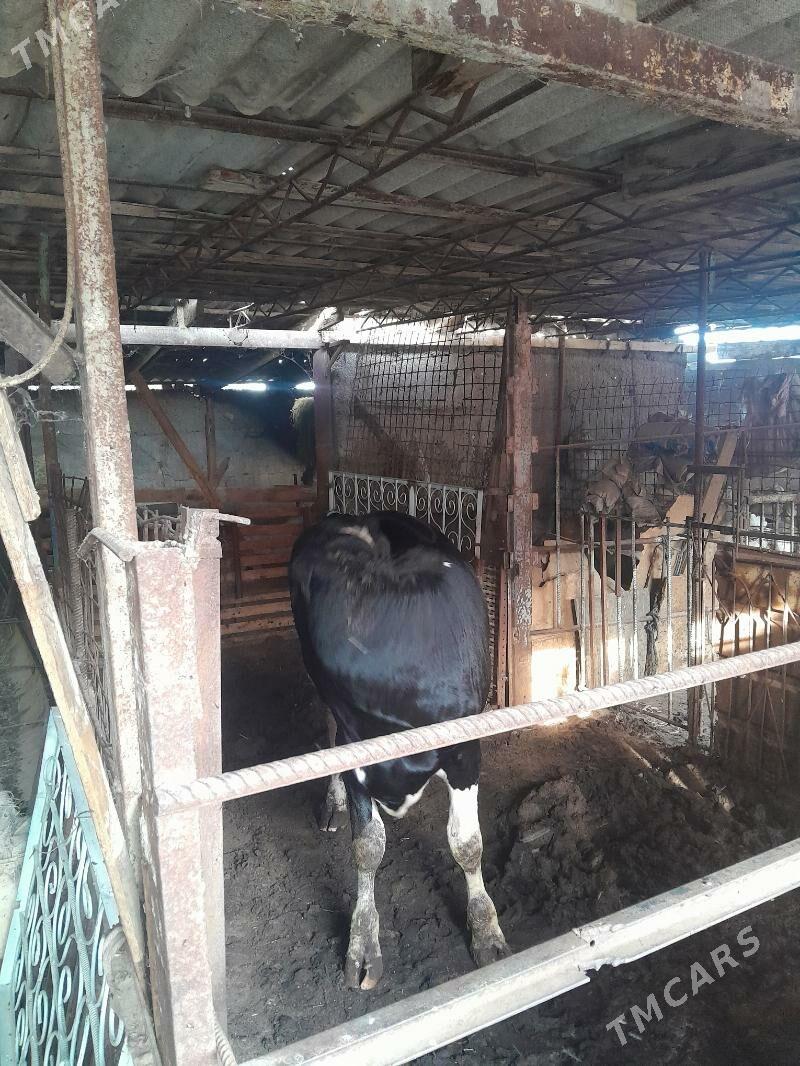 öküz - Büzmeýin - img 1