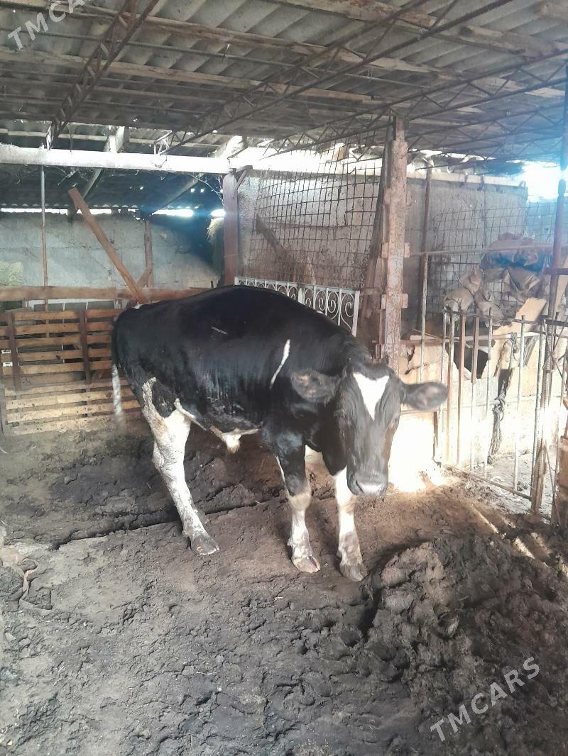 öküz - Büzmeýin - img 4