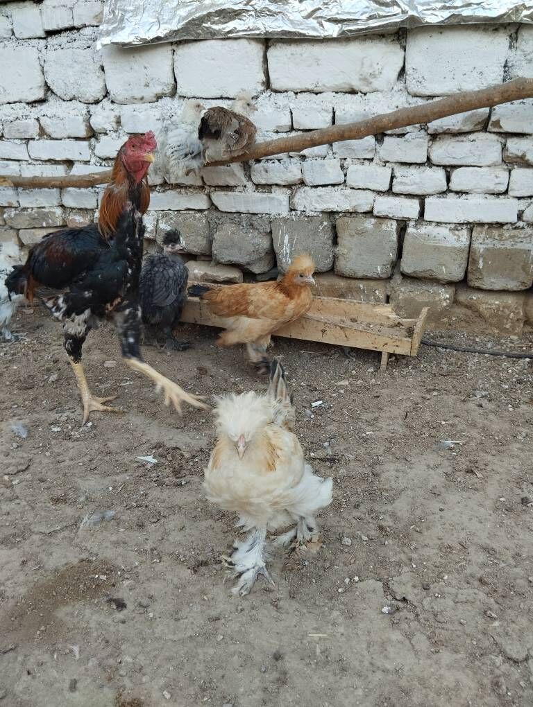 jüje hem towuk - Гёкдже - img 4