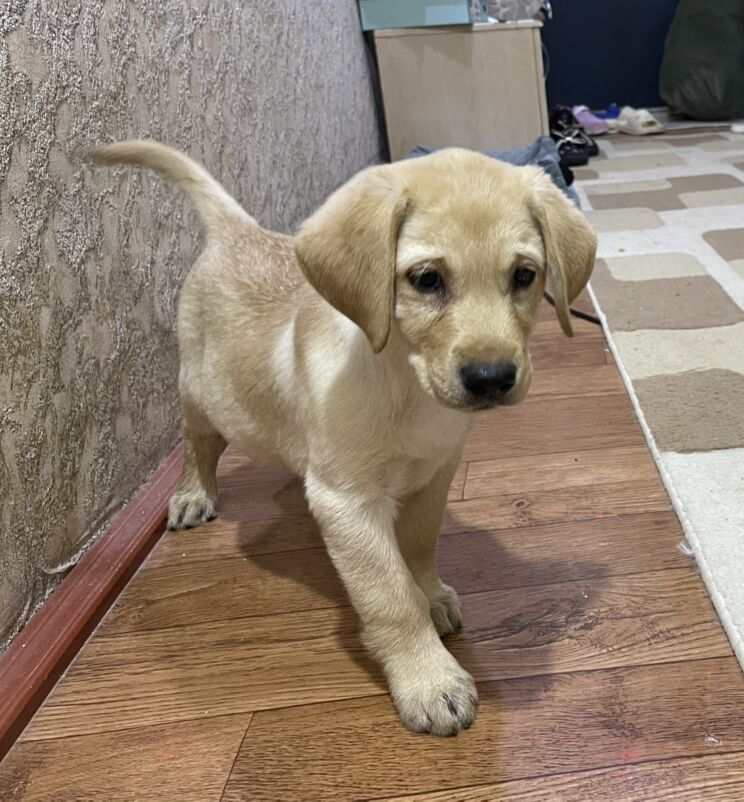 лабрадор - Aşgabat - img 7