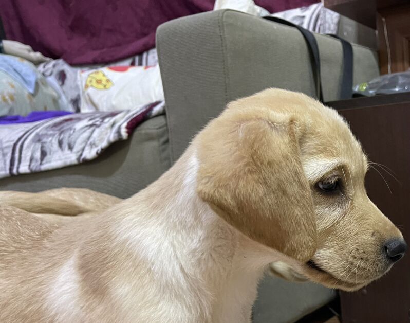 лабрадор - Aşgabat - img 3