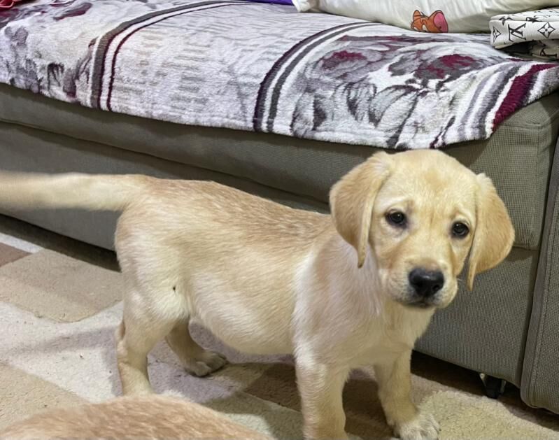 лабрадор - Aşgabat - img 6