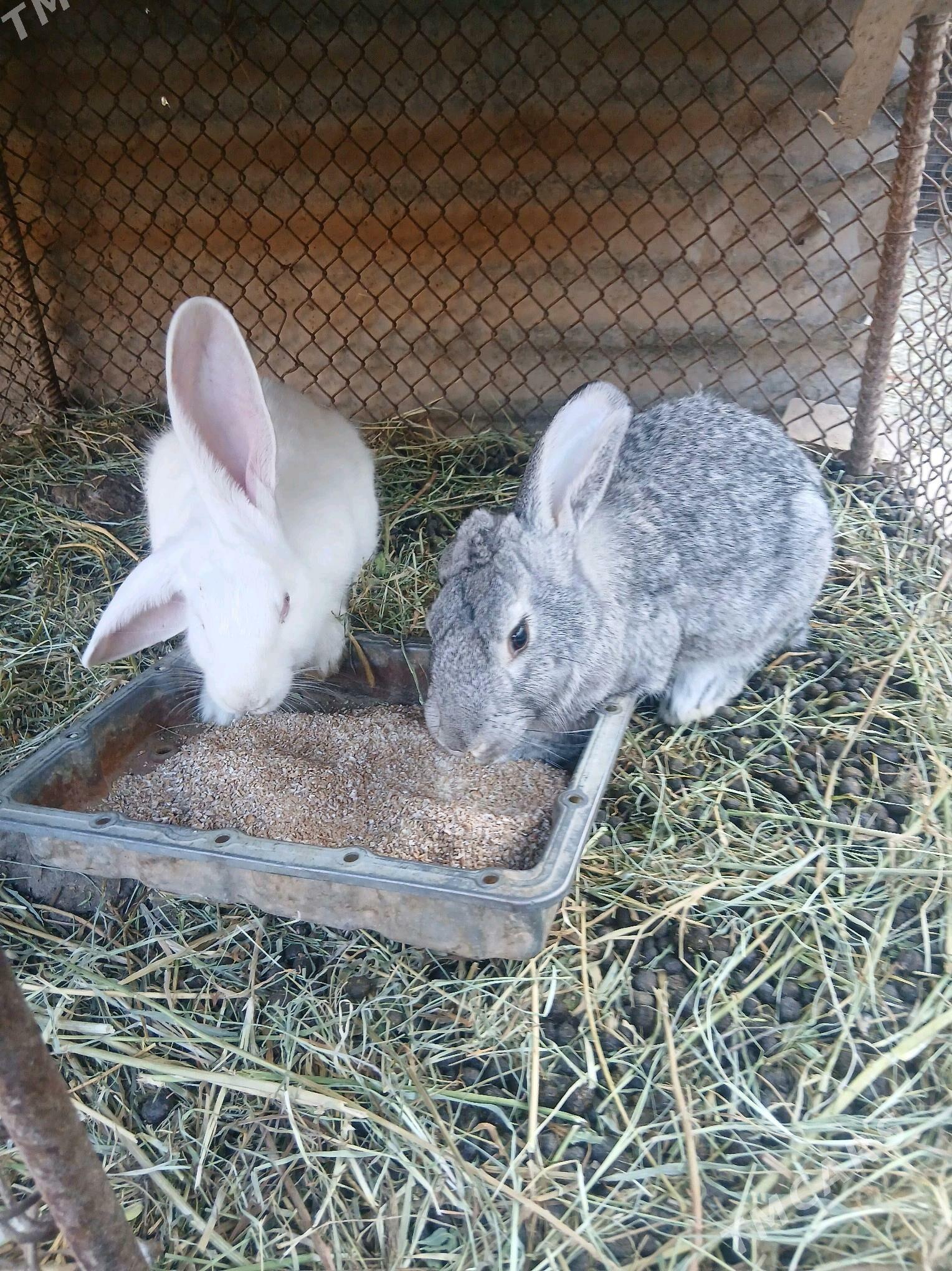 pol welikan Towsan - Чарджоу - img 1