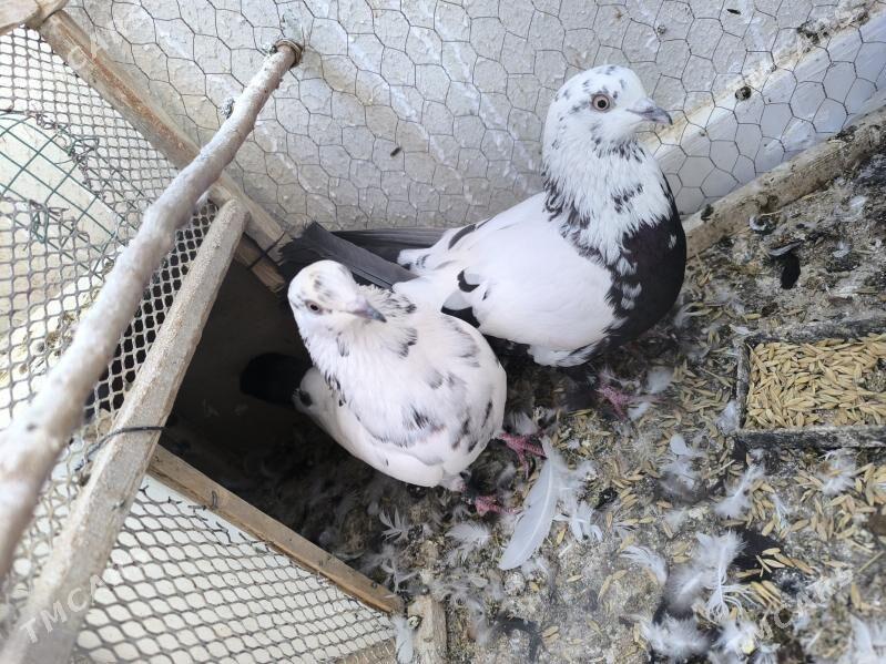 kepderi - Parahat 8 - img 2