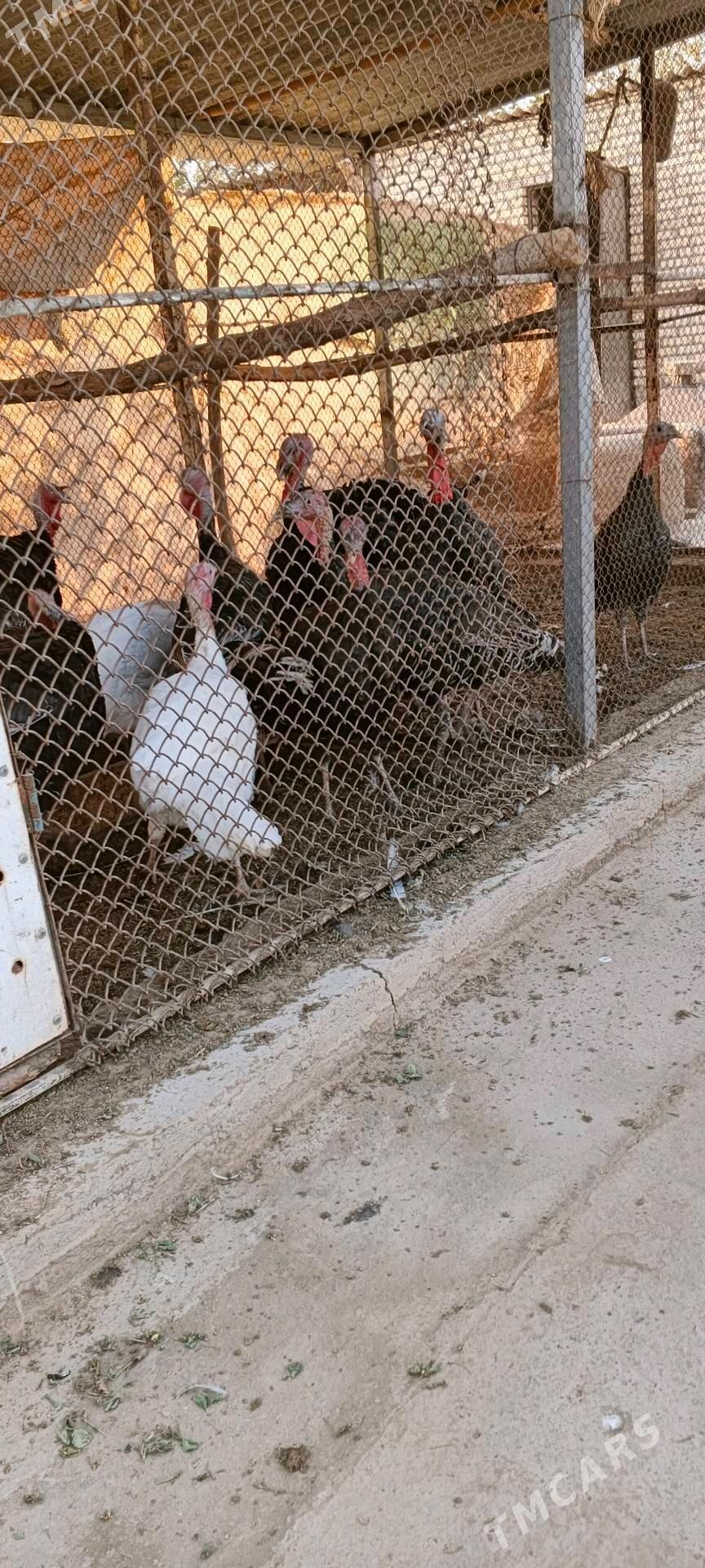 induk - Бабадайхан - img 1