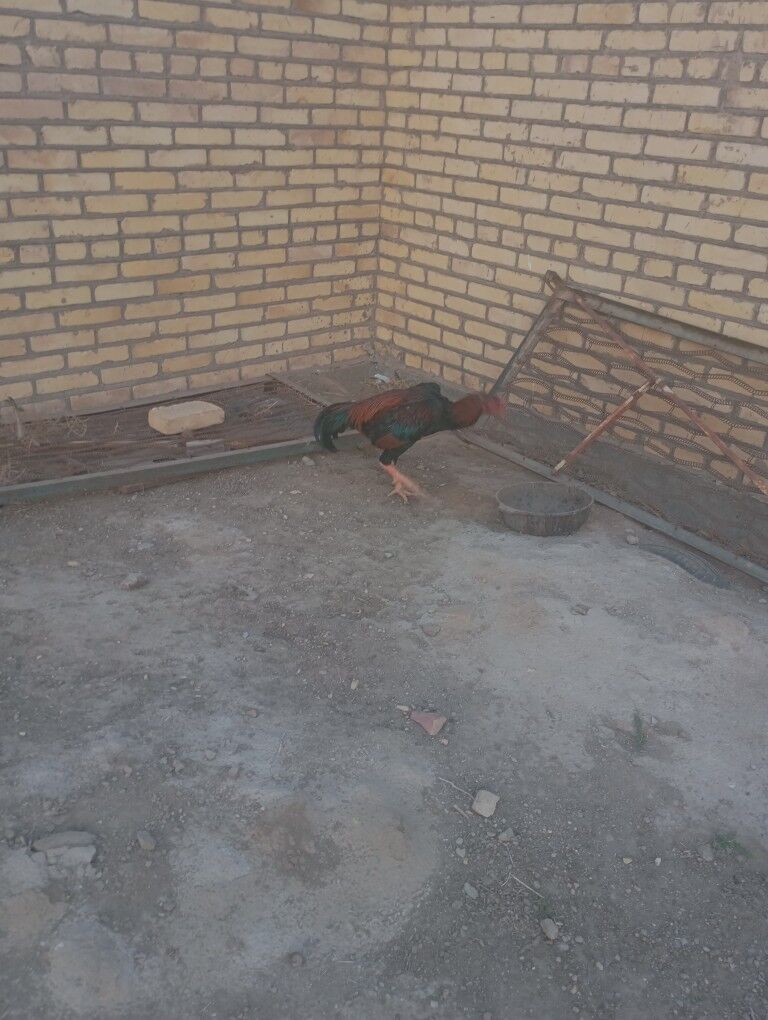 баец хораз - Farap - img 5