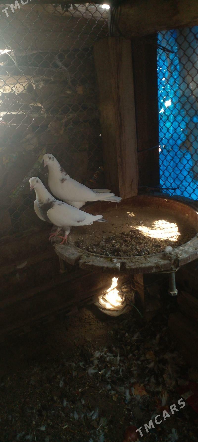 kepderi - Гызыларбат - img 1