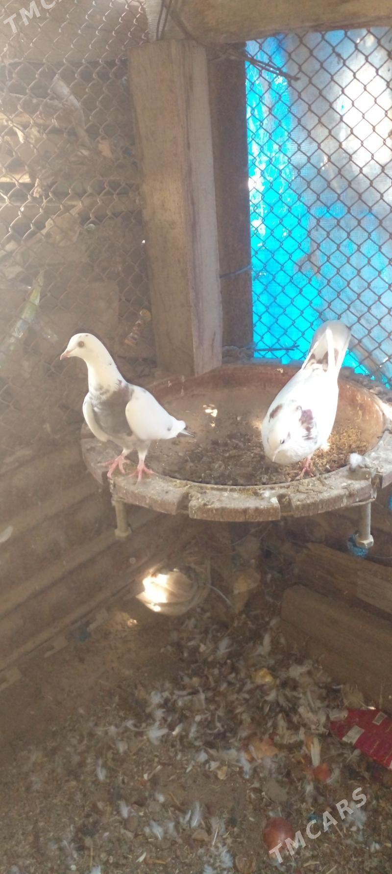 kepderi - Гызыларбат - img 2