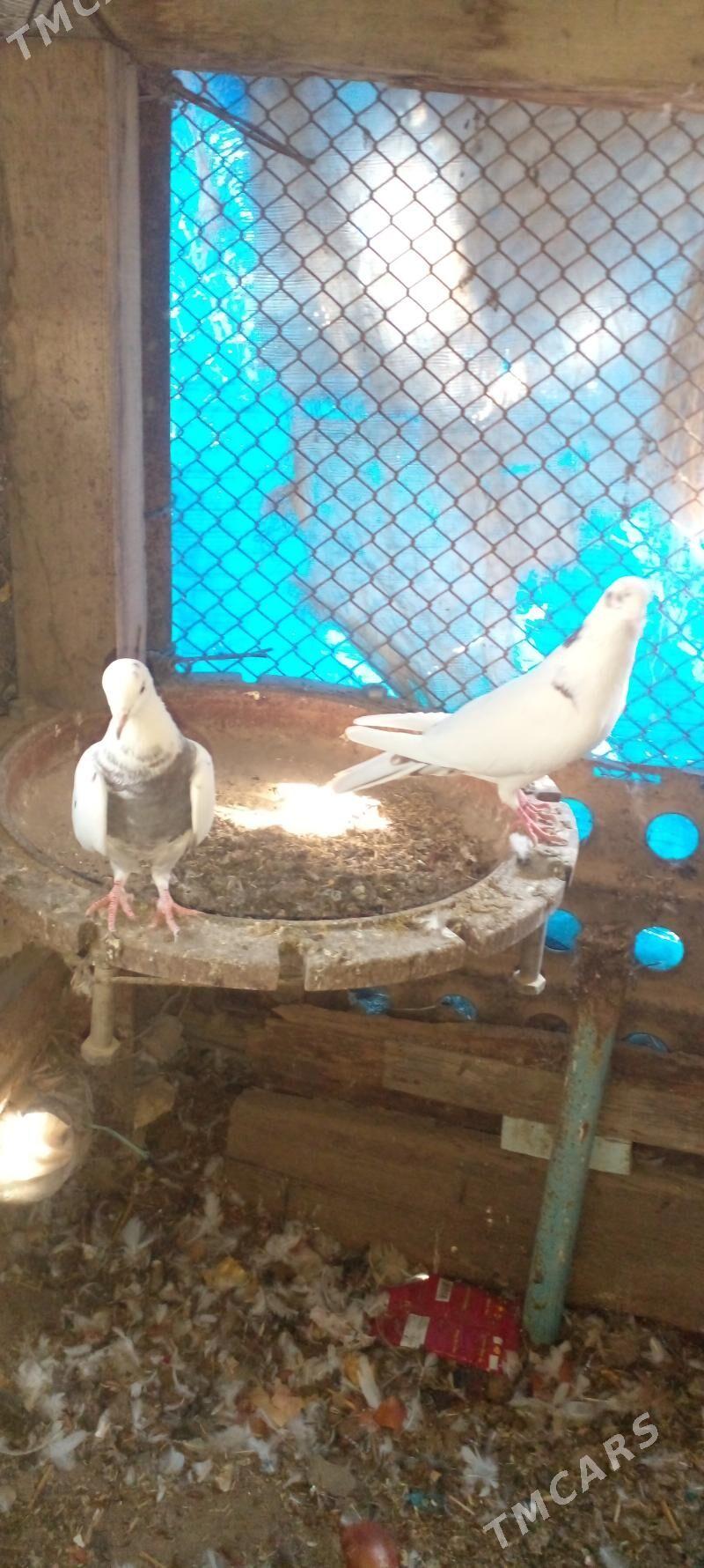 kepderi - Гызыларбат - img 3