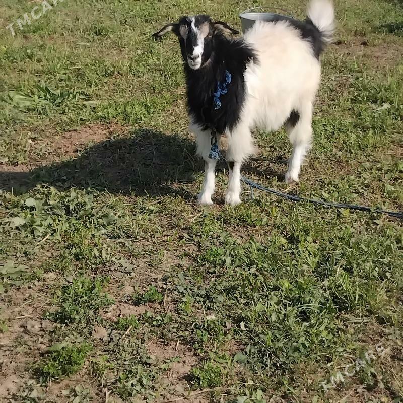 çewiș - Wekilbazar - img 2