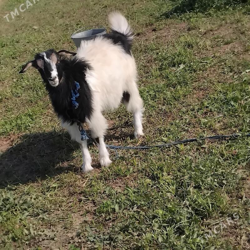 çewiș - Wekilbazar - img 3