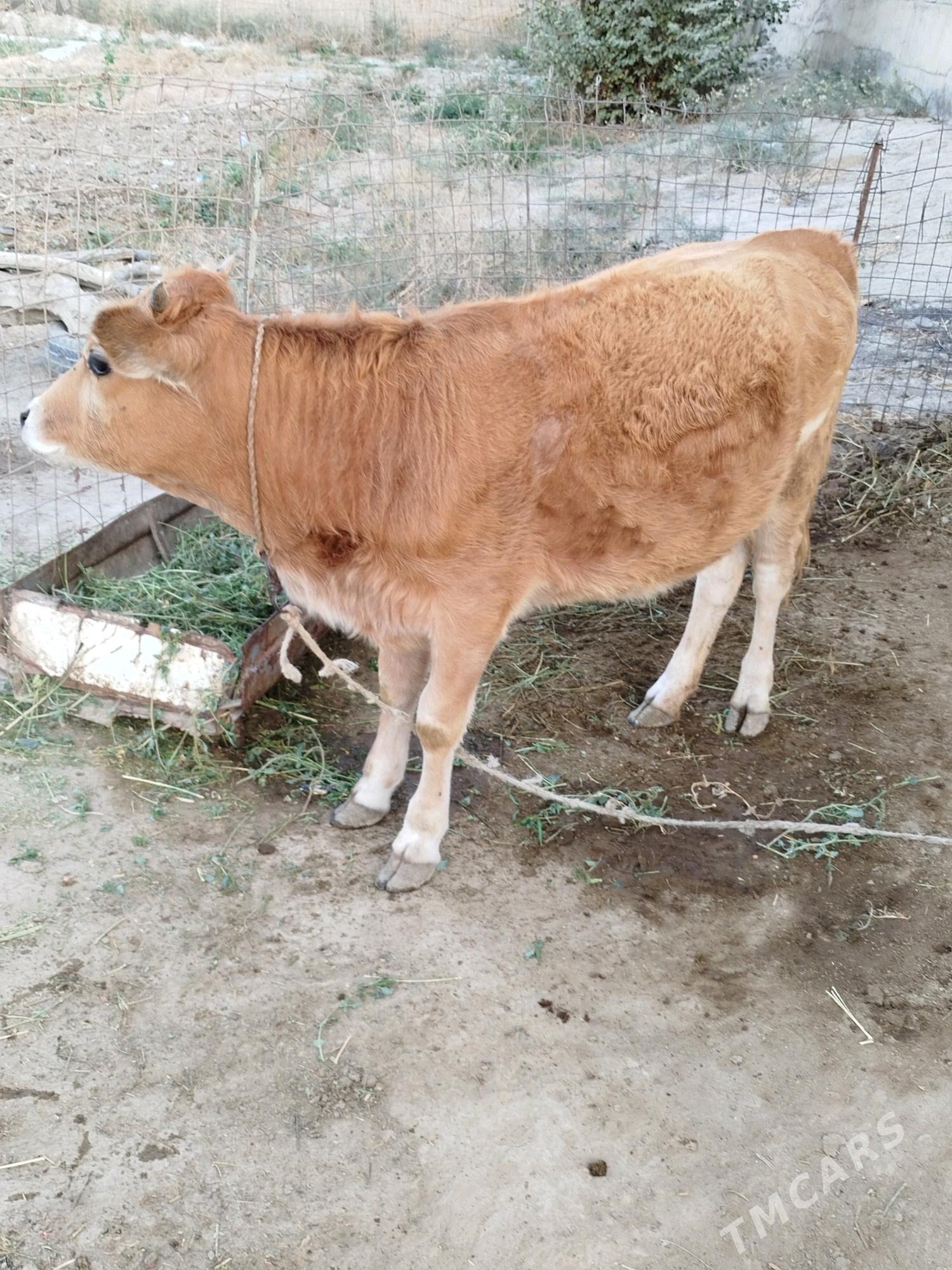 tuwe - Bäherden - img 1