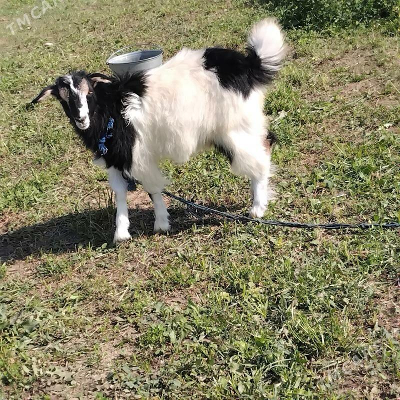 çewiș - Wekilbazar - img 4