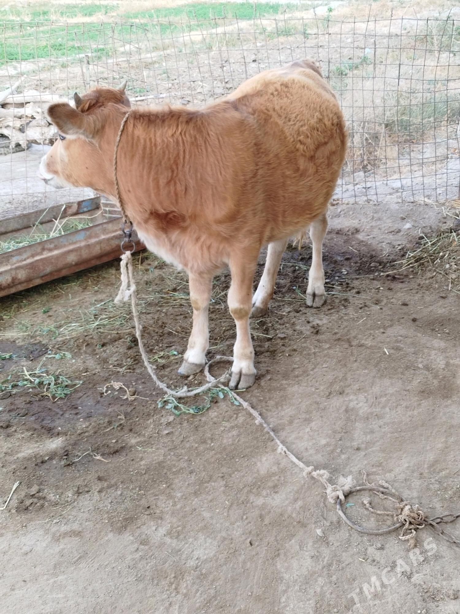 tuwe - Bäherden - img 2