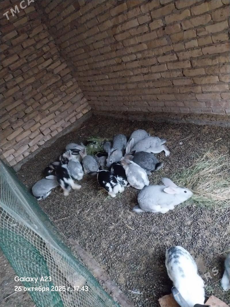 Towşan - Çärjew - img 1