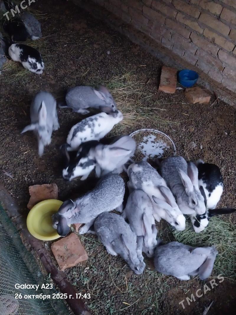 Towşan - Çärjew - img 2