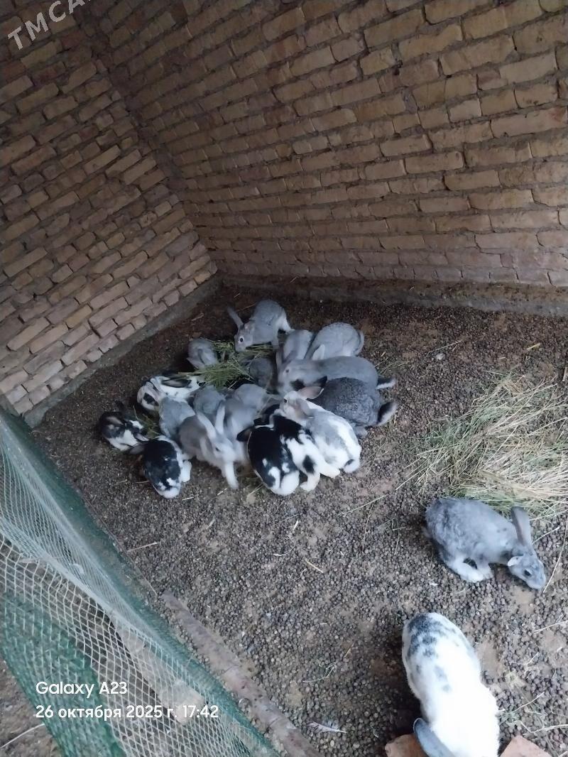 Towşan - Çärjew - img 3