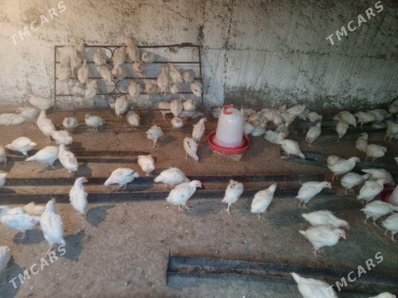 juyje elin - Ýalkym - img 1