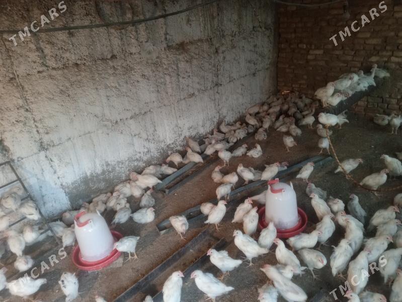 juyje elin - Ýalkym - img 4