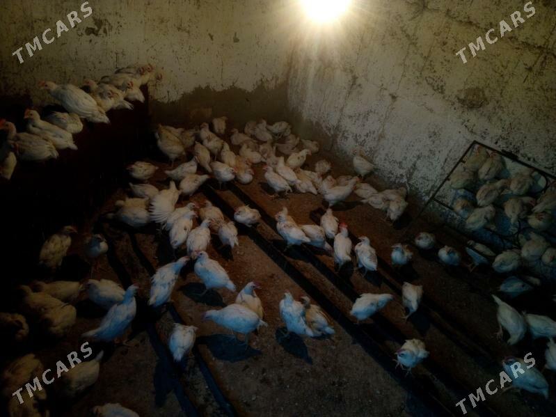 juyje elin - Ýalkym - img 2