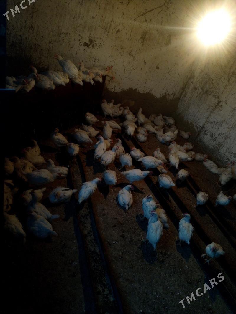 juyje elin - Ýalkym - img 3