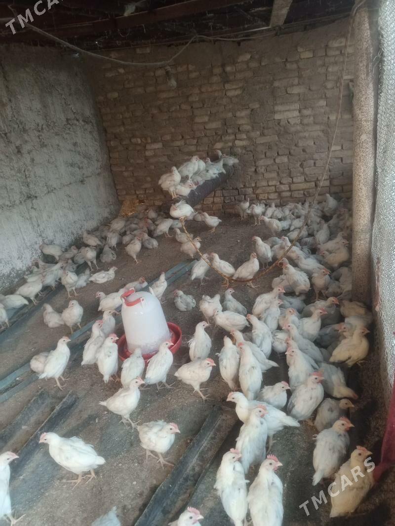 juyje elin - Ýalkym - img 5