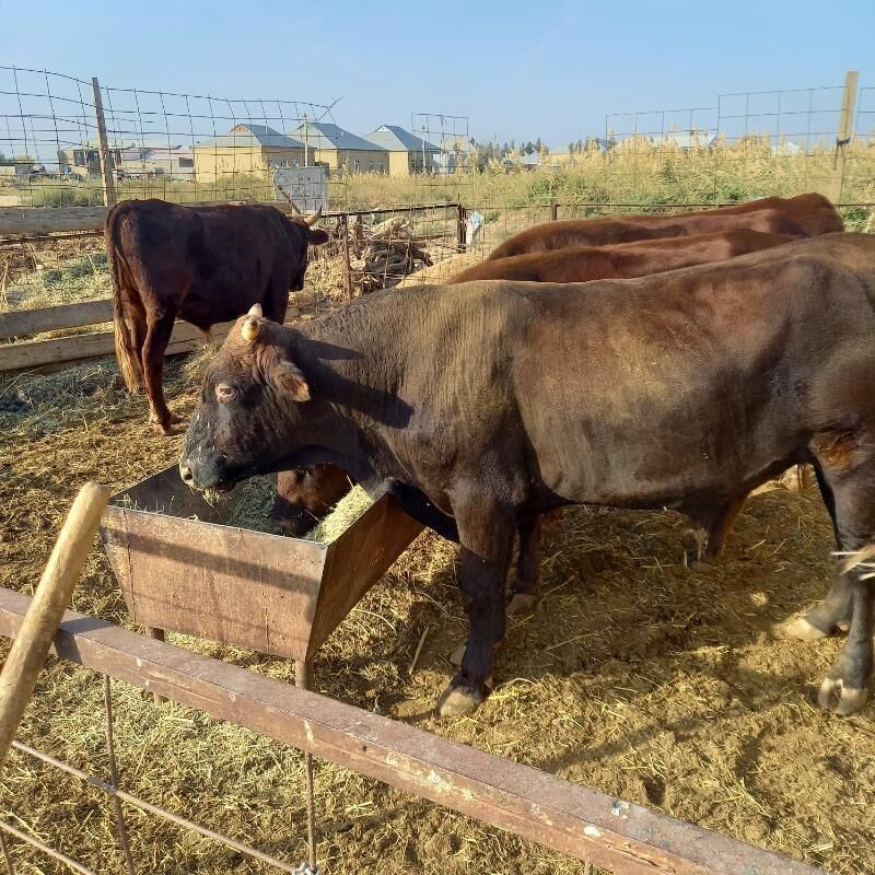 Öküz 6 sany - Murgap - img 3