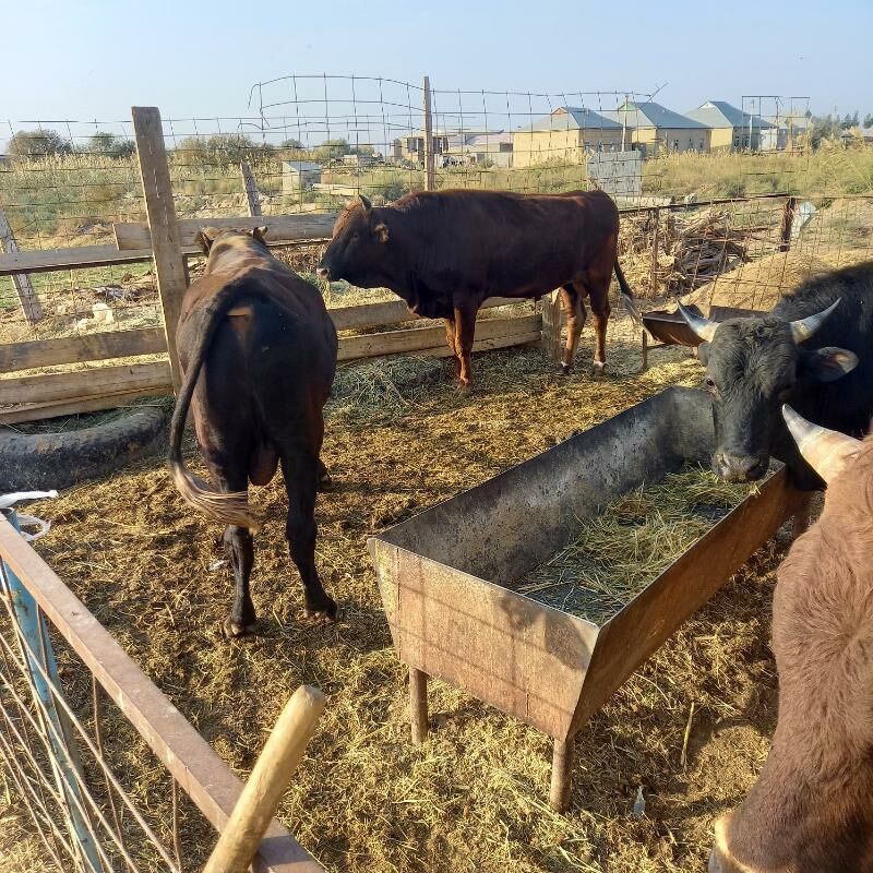 Öküz 6 sany - Murgap - img 4