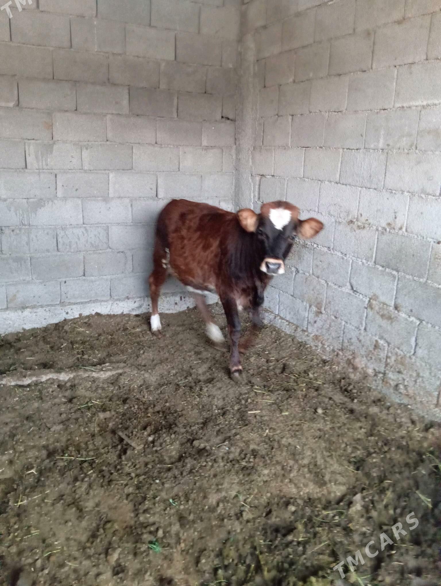 Tuwe gibrit - Bagyr - img 3