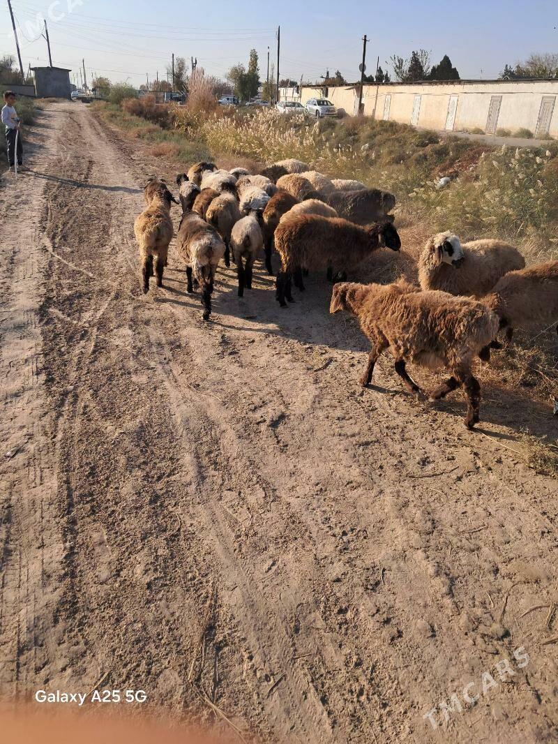 yas toklular - Гороглы (Тагта) - img 3