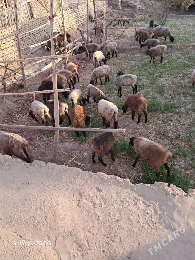 yas toklular - Гороглы (Тагта) - img 1