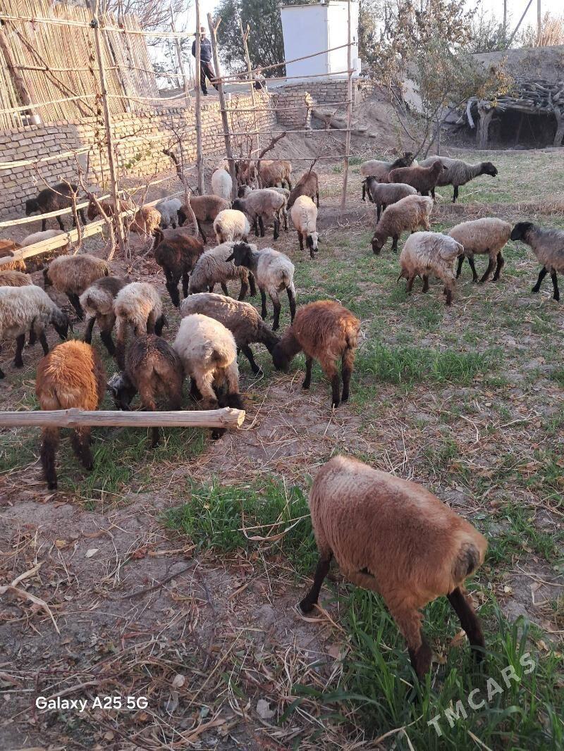 yas toklular - Гороглы (Тагта) - img 4