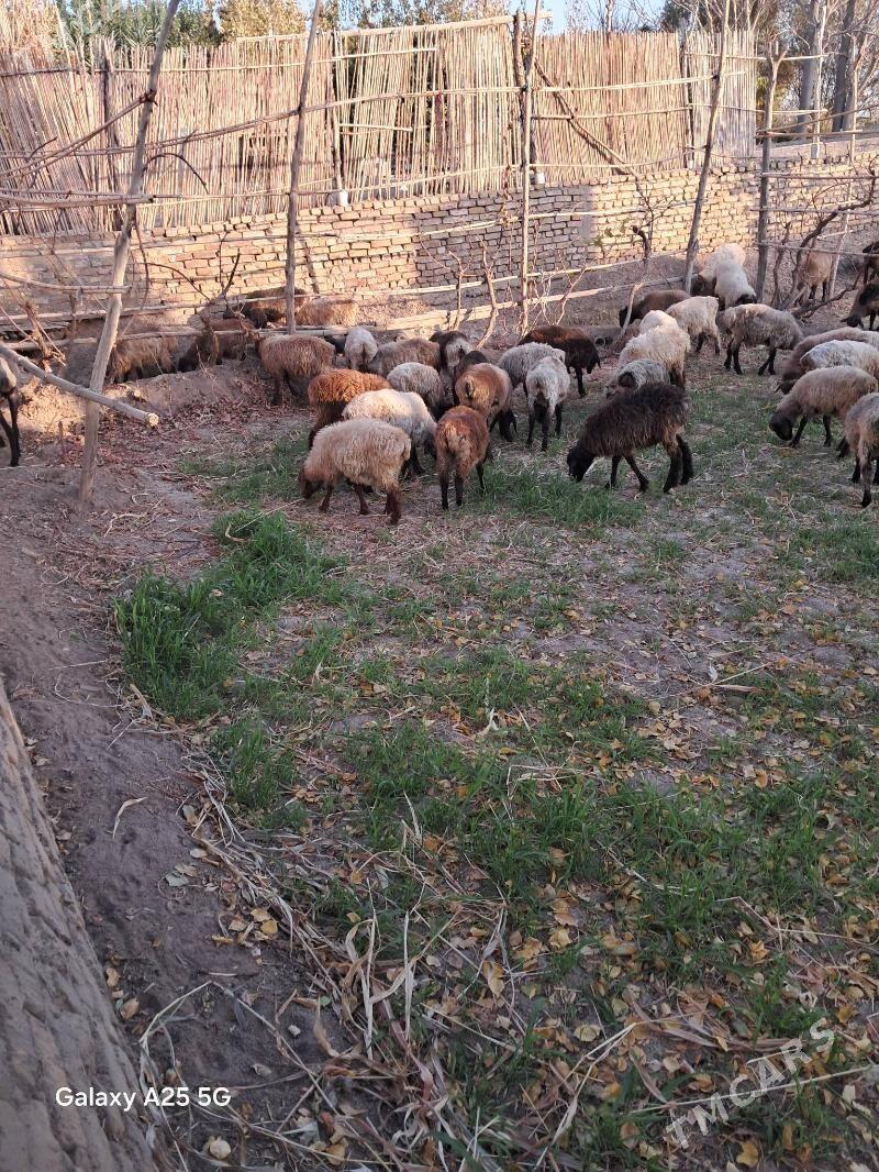 yas toklular - Гороглы (Тагта) - img 5