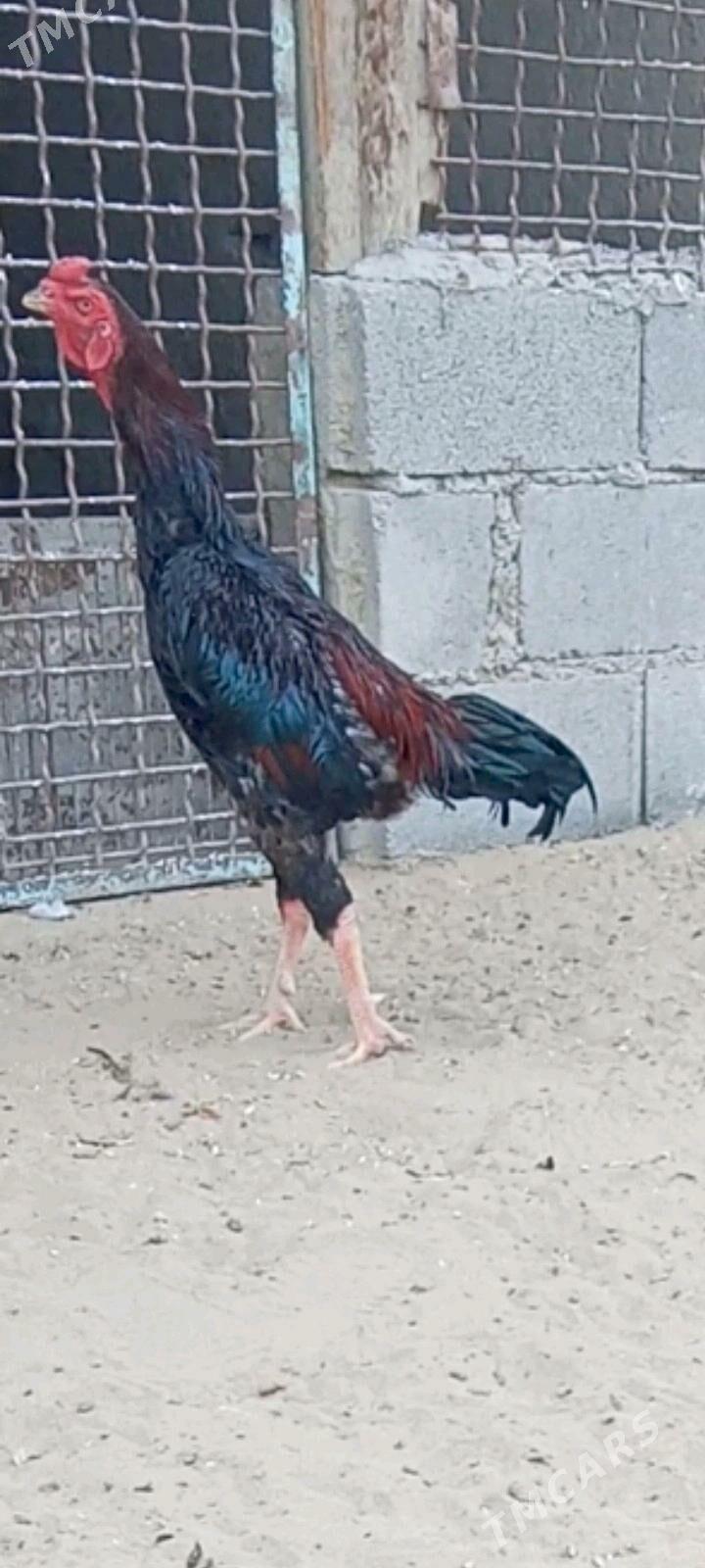Taşkent - Бахарден - img 2