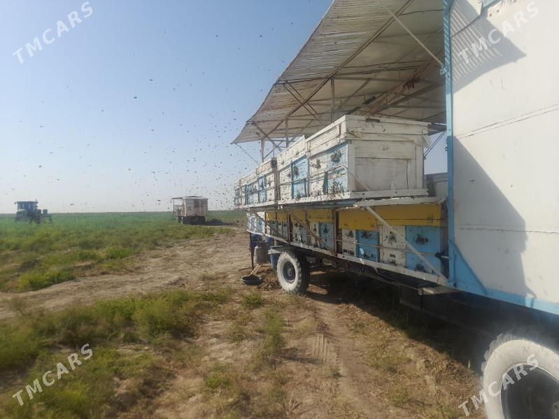 ary prissep - Кака - img 2