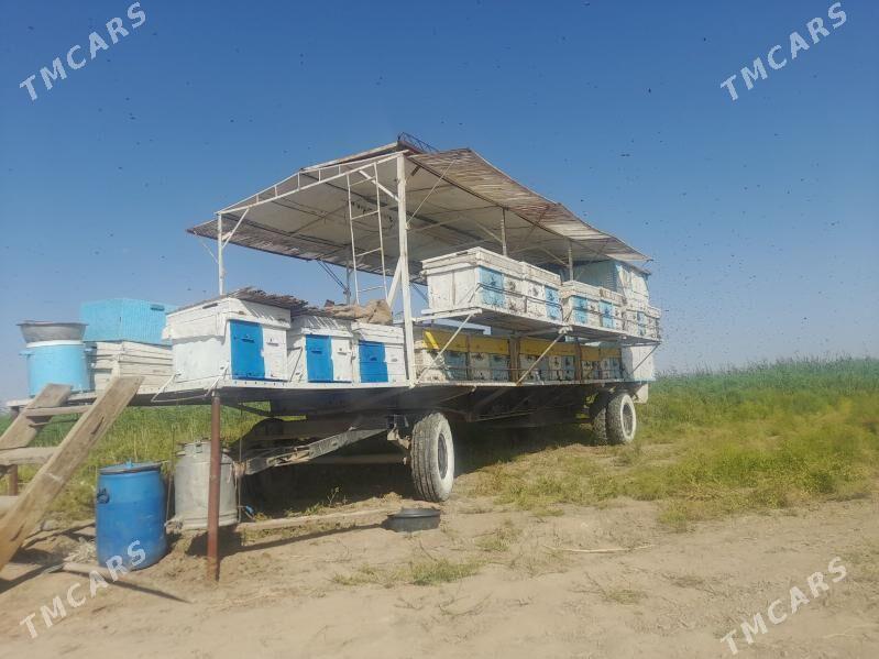 ary prissep - Кака - img 5