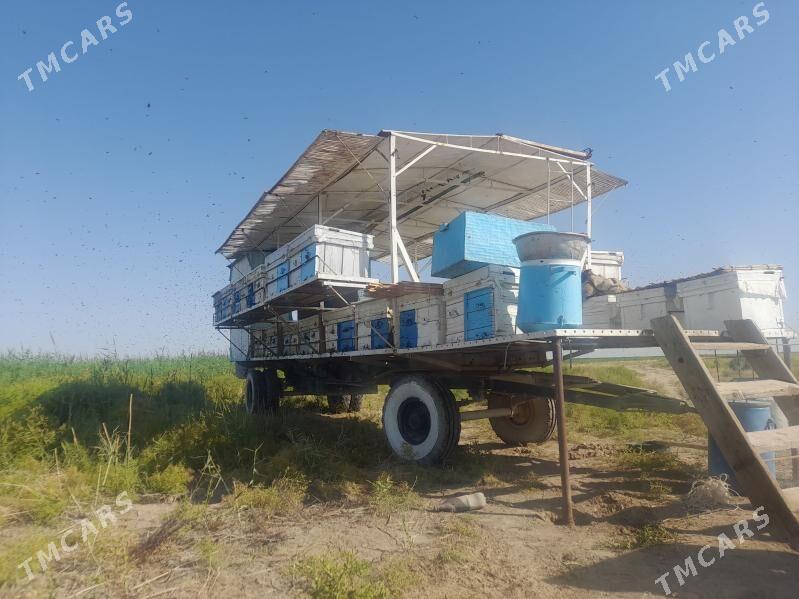 ary prissep - Кака - img 3