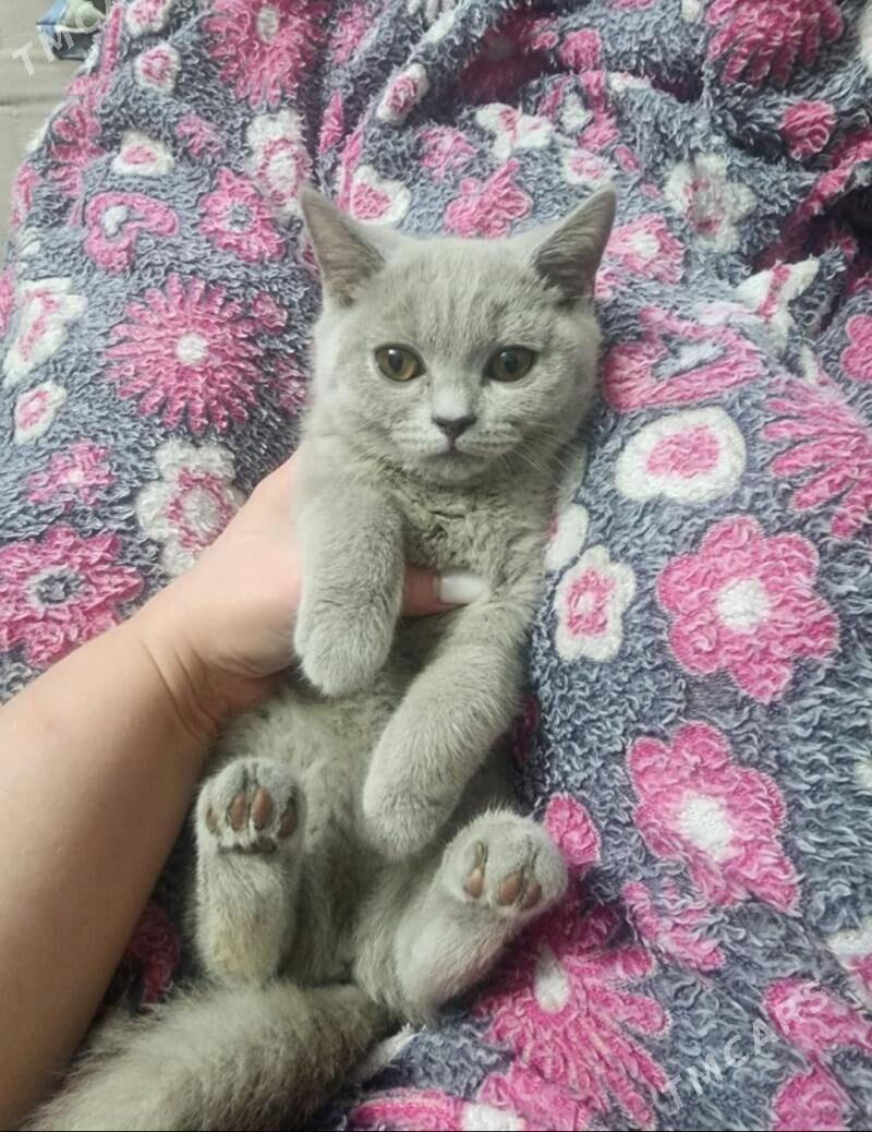Шотландские котята - Ашхабад - img 1