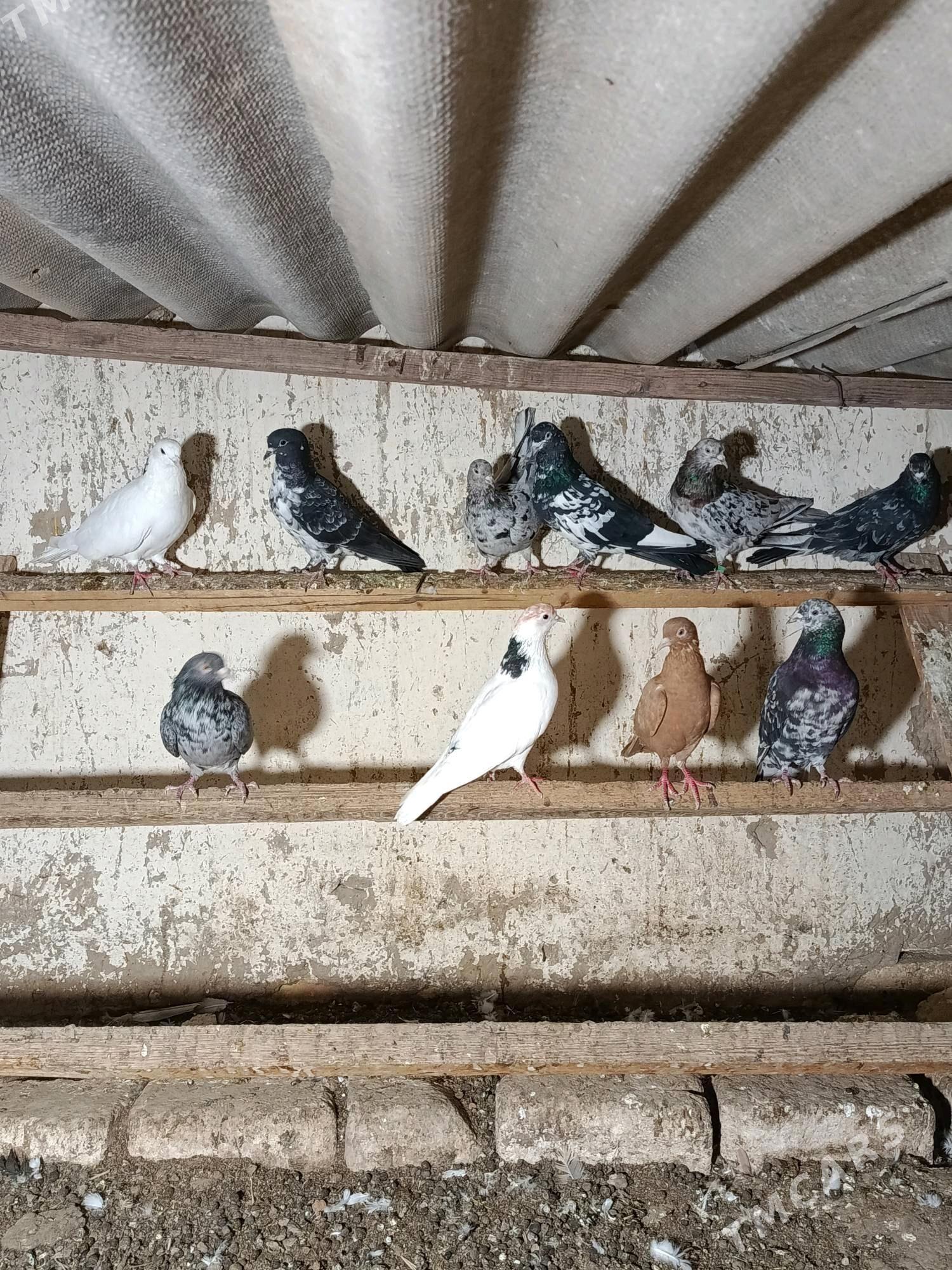 kepderi - Мары - img 6