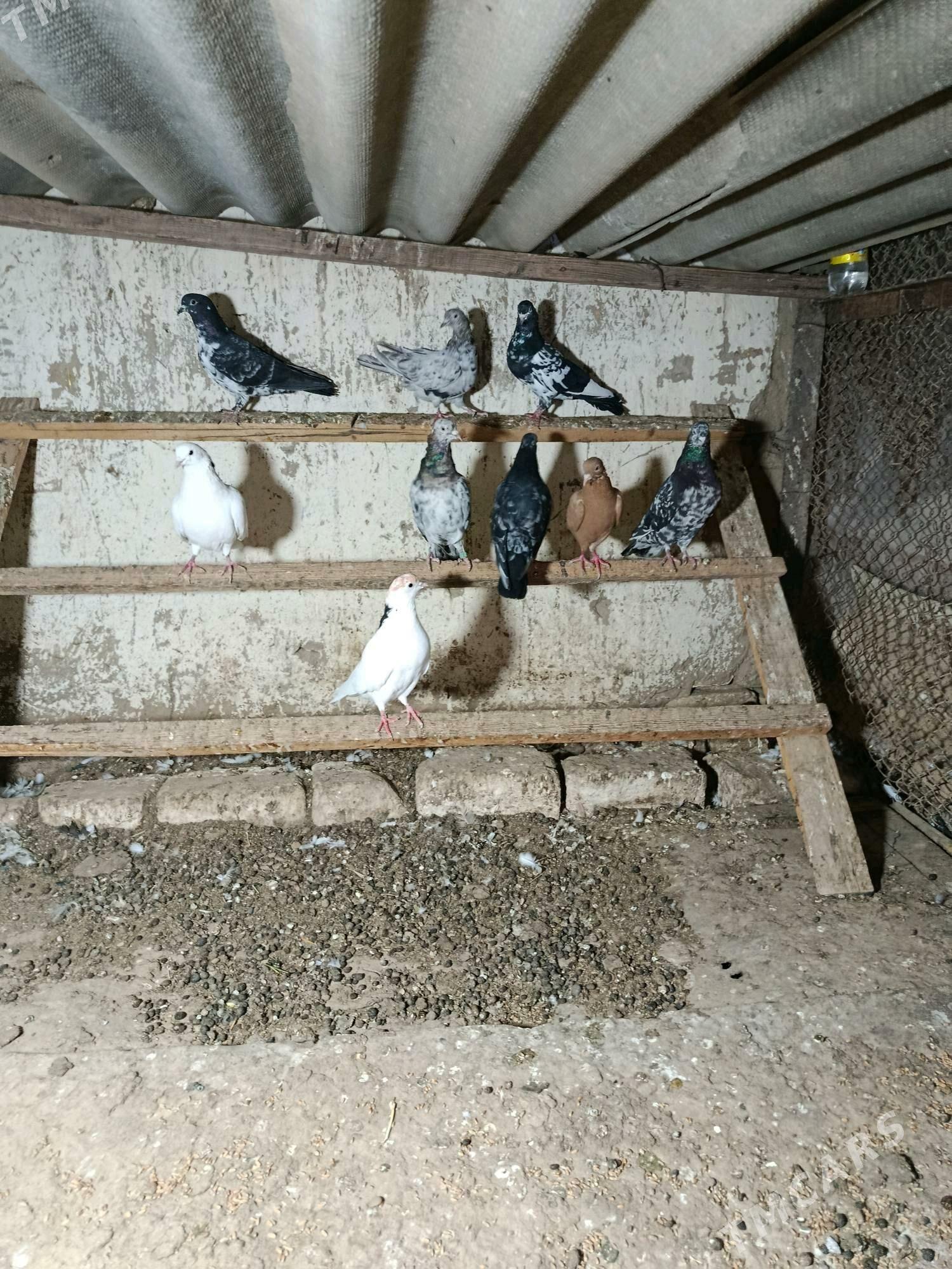 kepderi - Мары - img 5